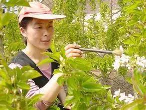 核桃人工授粉注意事項(xiàng)