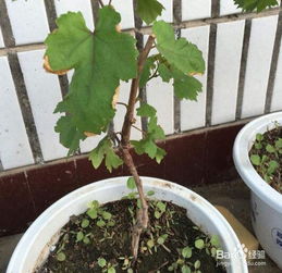 盆栽,養殖,菊花,注意事項