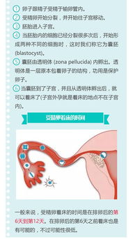 受精卵著(zhù)床注意事項,著(zhù)床出血注意事項,受精卵著(zhù)床前注意事項