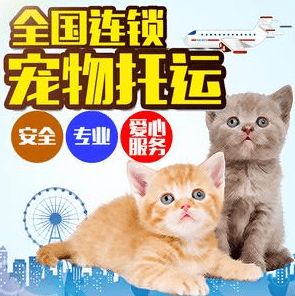 貓咪運輸注意事項
