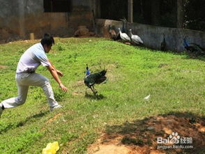 游深圳動(dòng)物園注意事項