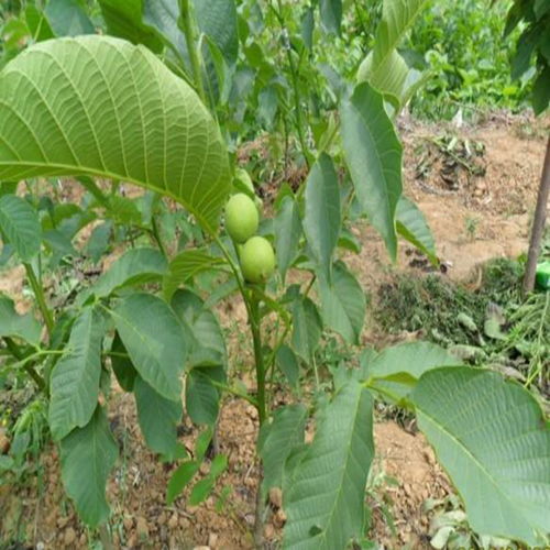 人工授粉的步驟及注意事項(xiàng),李子人工授粉注意事項(xiàng),蘋果人工授粉注意事項(xiàng)