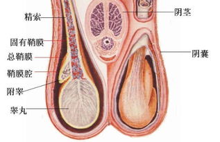 附睪炎的注意事項,附睪炎需要注意事項,附睪炎出院后注意事項