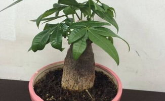 花盆,注意事項,發(fā)財樹(shù)