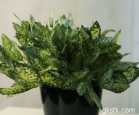 養殖,注意事項,方法,綠寶木