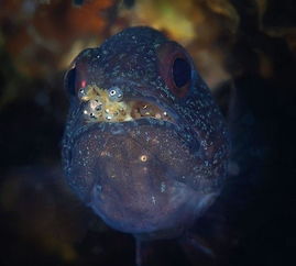 金魚卵孵化注意事項