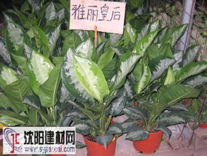 皇后,養殖,注意事項,雅麗