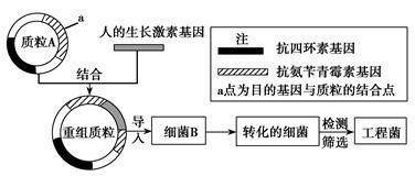 細菌重組質(zhì)粒的轉化注意事項