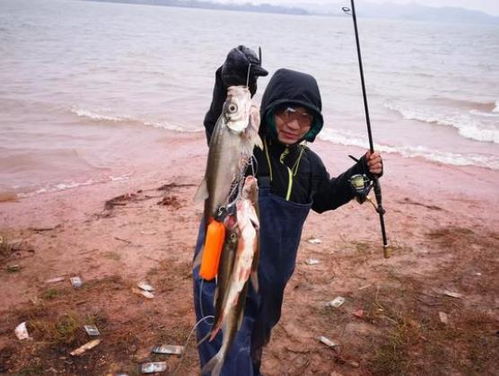 魚(yú)池放魚(yú)注意事項,春季放魚(yú)注意事項,放闖缸魚(yú)注意事項