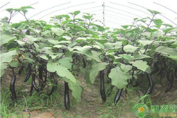 屏錦藤種植注意事項