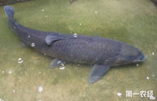 養青魚(yú)注意事項