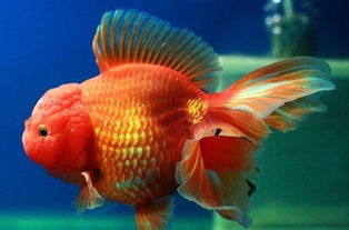 獅子頭金魚(yú)家庭飼養注意事項