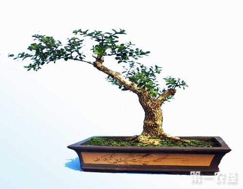 盆景養(yǎng)護管理注意事項