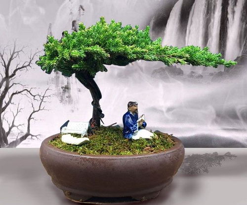 紫薇盆景的養(yǎng)護及注意事項,榆樹盆景養(yǎng)護和注意事項,博蘭盆景養(yǎng)護注意事項