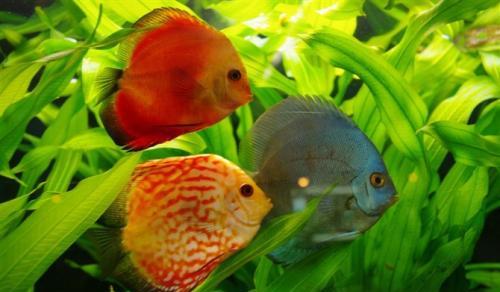 注意事項,海水魚(yú)