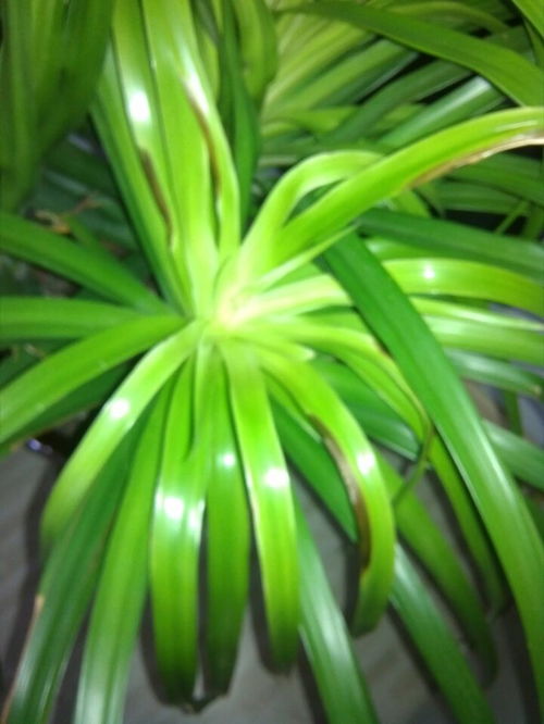 金邊,養殖,注意事項,方法