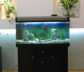 家用魚(yú)缸養魚(yú)注意事項
