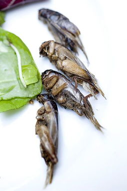 食用昆蟲(chóng)的注意事項