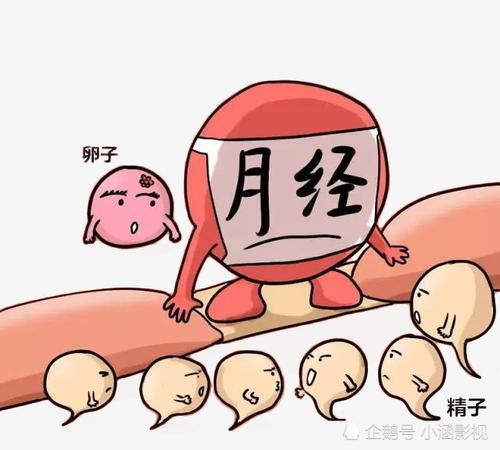 女生月經期間注意事項,狗狗月經期間注意事項,金毛月經期間注意事項