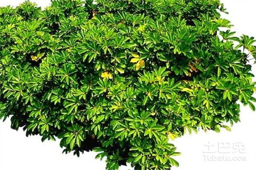 鵝掌木怎么養殖方法和注意事項