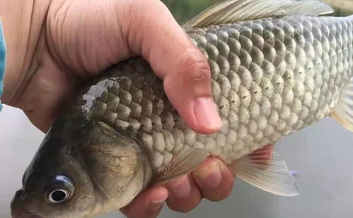 無(wú)倒刺釣鯉魚(yú)注意事項