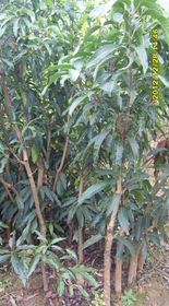 芒果樹(shù)苗的移植的注意事項
