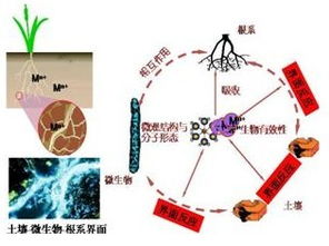 微生物,注意事項,分離,有哪些