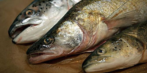 代森銨魚(yú)用注意事項