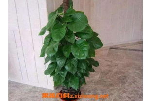 大葉滿(mǎn)天星的養殖方法和注意事項,滿(mǎn)天星的養殖方法和注意事項,金葉滿(mǎn)天星的養殖方法和注意事項