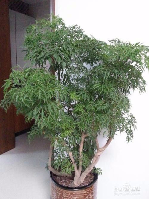 羽葉福祿桐的養殖方法和注意事項