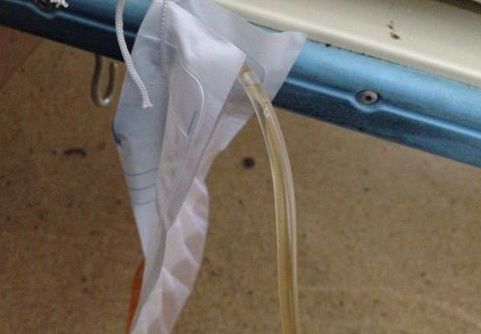 貓咪插尿管后注意事項