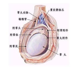 睪丸和附睪炎注意事項