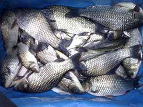 鯽魚(yú),注意事項