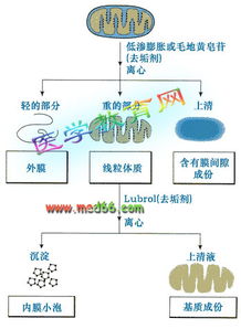 線粒體分離的方法及注意事項,線粒體的分離與觀察注意事項,分離線粒體時的注意事項