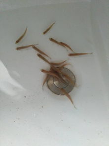 金魚卵怎么孵化注意事項,金魚孵化后的注意事項,白玉蝸牛卵孵化注意事項