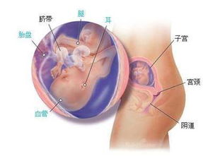 懷孕第十八周注意事項