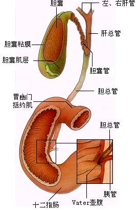 膽囊壁固醇沉積的注意事項