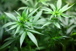 神夫草注意事項