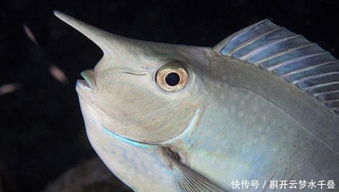 草魚(yú),養殖,注意事項