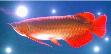 金龍魚(yú)養殖的注意事項,金龍魚(yú)的養殖方法和注意事項,金龍魚(yú)花的養殖和注意事項