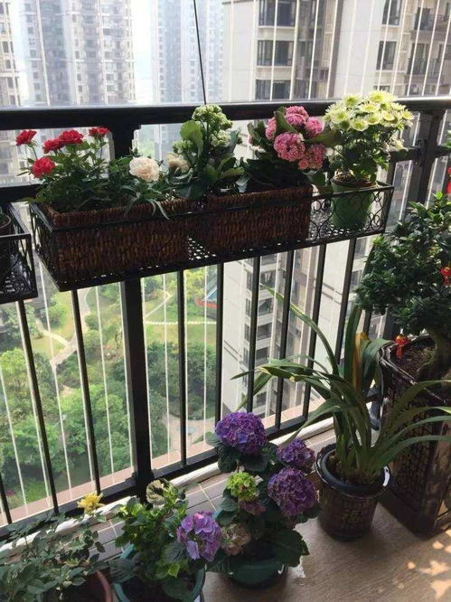 陽(yáng)臺,注意事項,養花