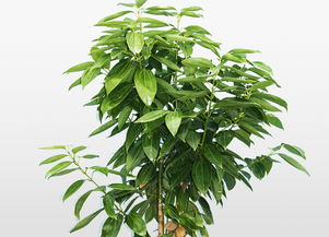 平安樹(shù)冬季的養殖方法和注意事項