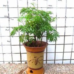 羽葉福祿桐的養殖方法和注意事項,羽葉福祿桐的養殖方法和注意事項講解,福祿桐的養殖方法和注意事項有哪些