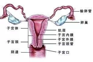 輸卵管造影注意事項