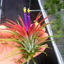空氣鳳梨開(kāi)花注意事項
