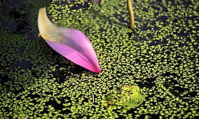 花瓣，在春風(fēng)中飄落（十五）