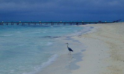 海鳥(niǎo)和魚(yú)的故事