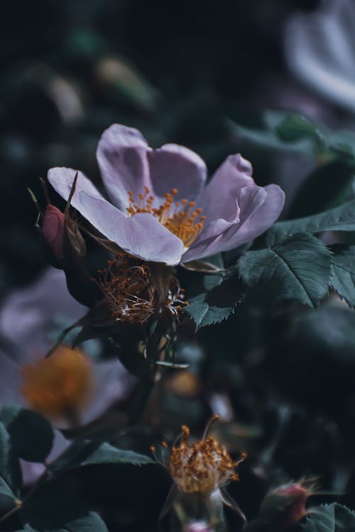 《貓》影評100字