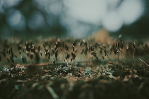 五年級寫(xiě)景作文古都即景