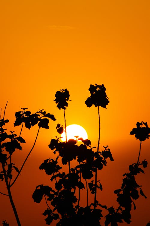 虎刺紅經(jīng)典臺詞